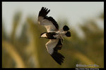Spur-winged Lapwing �¯ݶZ�ͳ��� @ Dead Sea, Israel