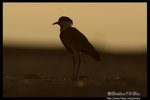 Spur-winged Lapwing �¯ݶZ�ͳ��� @ Dead Sea, Israel