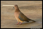 Laughing Dove �Ĵ��� @ Dead Sea, Israel