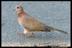 Laughing Dove �Ĵ��� @ Dead Sea, Israel