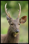 Sambar Deer ����