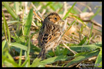 Little Bunting �p��