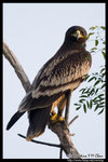 Greater Spotted Eagle �Q�� @ Mai Po