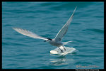 Aleutian Tern �ոy�P��