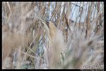 Great Bittern �j����