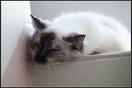 IMG_0864