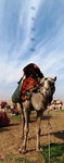 Camel01