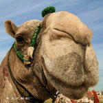 Camel02