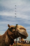 Camel03
