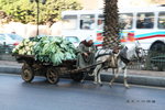 CarsInCairo35