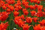 2008FlowerShow-11