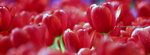 2008FlowerShow-16