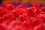 2008FlowerShow-16