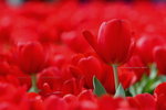 2008FlowerShow-17