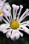 2008FlowerShow-24
