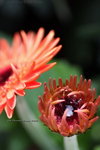 2008FlowerShow-25