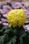 2008FlowerShow-26