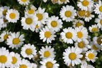 2008FlowerShow-30