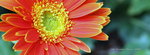 2008FlowerShow-31