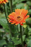 2008FlowerShow-32