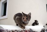 Kitty in Greece 04