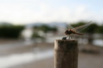 IMG_0737