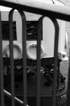 IMG_7866a