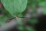 IMG_0952