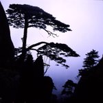 Huang Shan -welcome-guest-pine