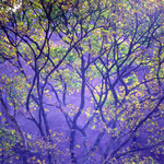 Huangshan-tree1