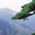 Huangshan-tree2