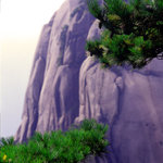 Huangshan-tree3