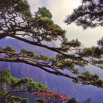 Huangshan-tree5