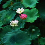 Untitled-10