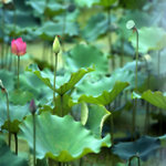 Untitled-11