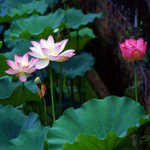 Untitled-12