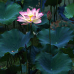 Untitled-14
