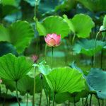 Untitled-9