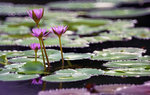 lotus3