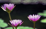 lotus5