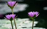 lotus8