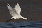 IMG_1618R