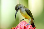 ���L���ﳾ~Little Spiderhunter