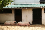PICT5064