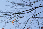 PICT7077_2