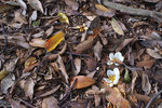 PICT_D4511
