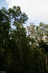 PICT_D4533