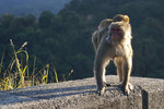 PICT_D4372
