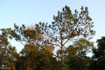 PICT_D4392