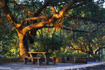 PICT_D4393